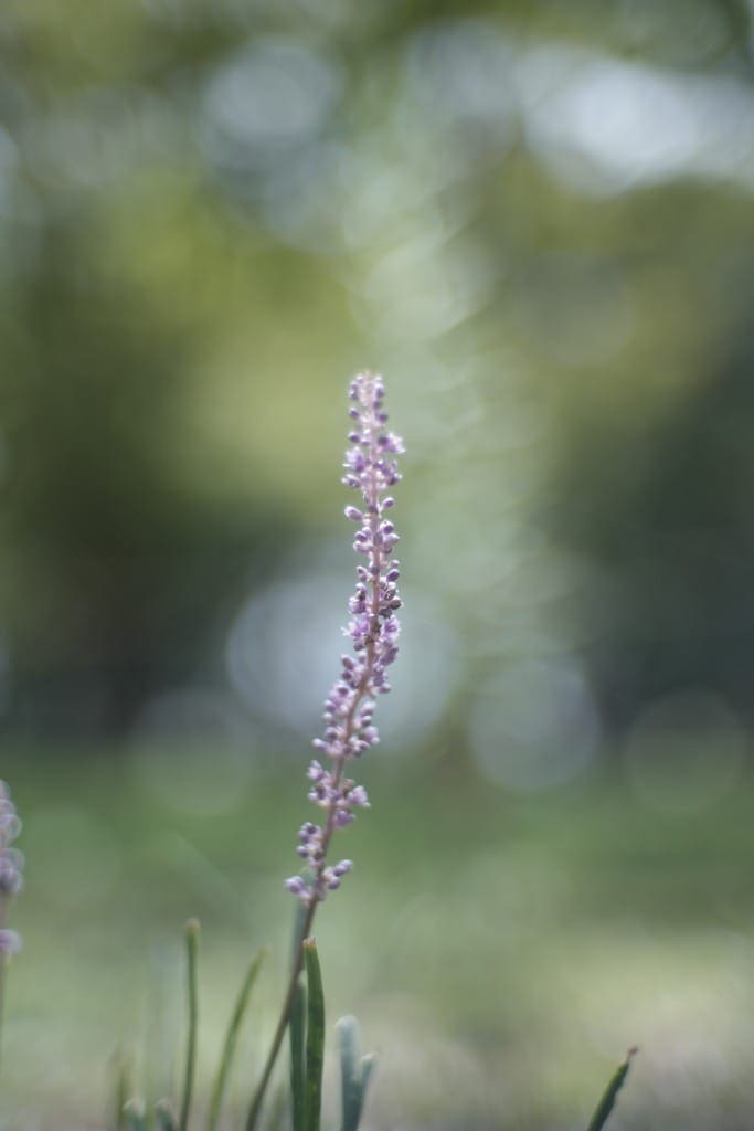 Jupiter-3 50mm f1.5 Review作例 おすすめロシア製のゾナーコピー