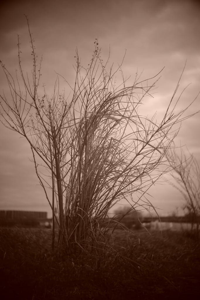 限界値下げ！Som Berthiot Cinor 50mm f3.5 M改 銘玉 限界値下げ！Som Berthiot Cinor 50mm f3.5 M改 銘玉