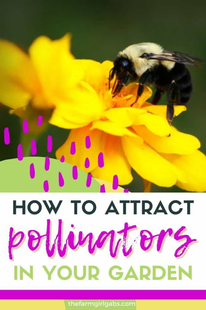 Pollinators rule when it comes to growing a garden. Here are tips on How to attract pollinators to your garden. Following these easy gardening tips and your garden will thrive when pollinators visit.