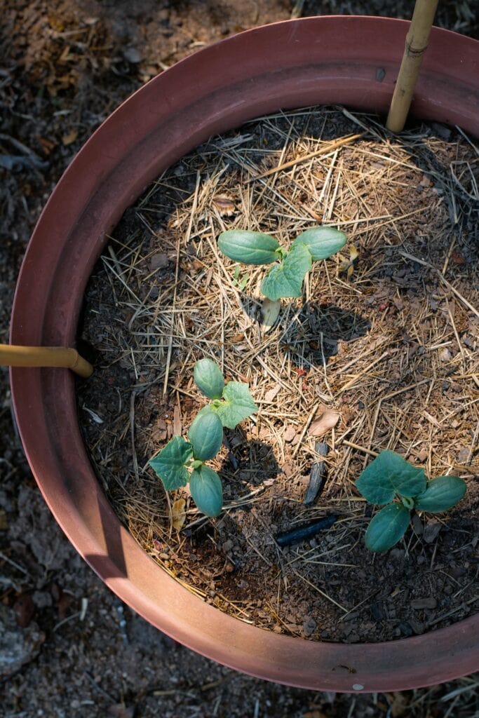 Cucumber in Pots - Cucumber in Containers