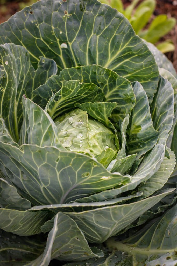 Growing Cabbage in South Africa