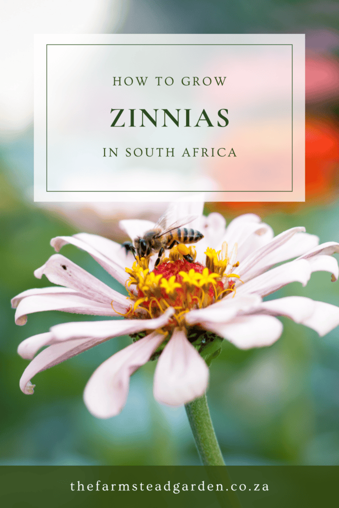 How to Grow Zinnias in South Africa
