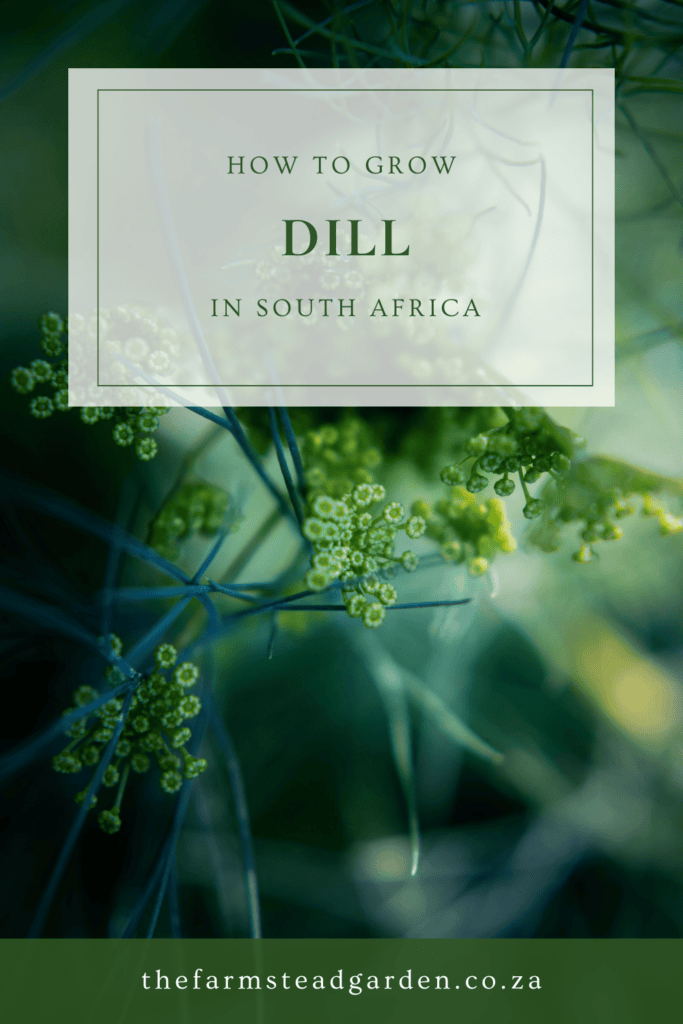 How to Grow Dill in South Africa