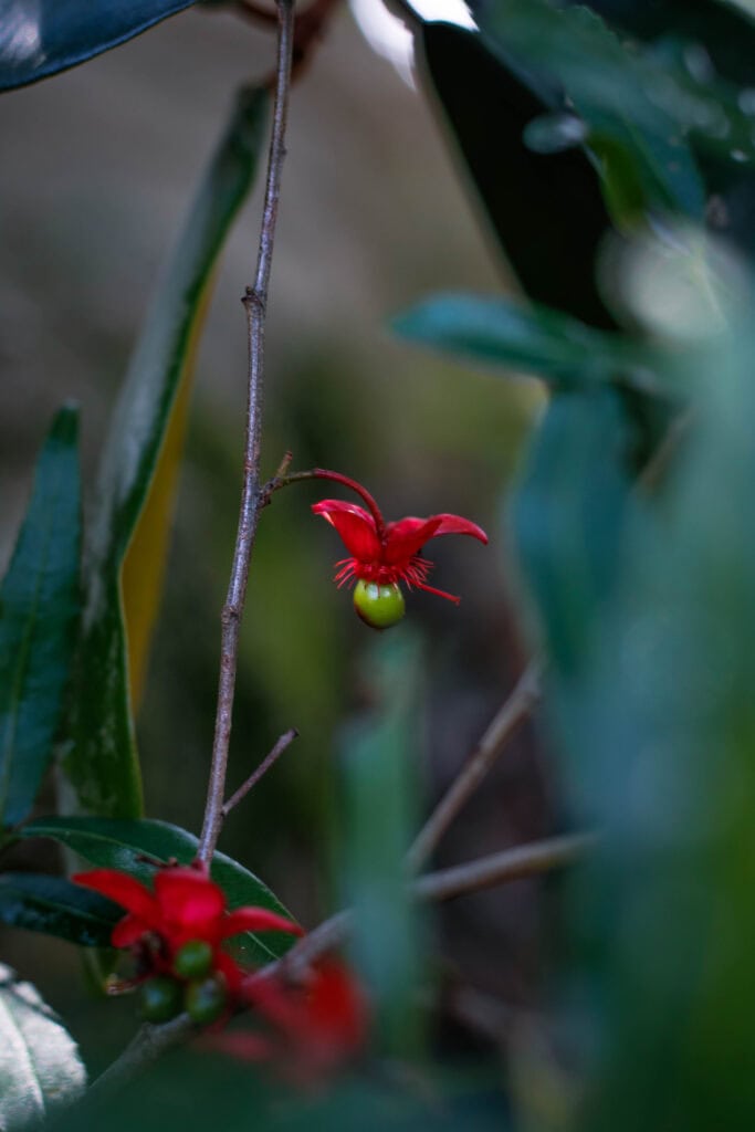 Mickey Mouse Bush