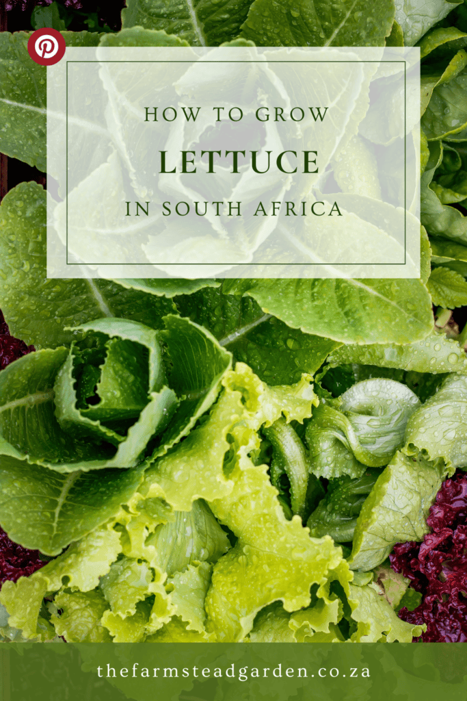 Growing Lettuce Guide South Africa Pin