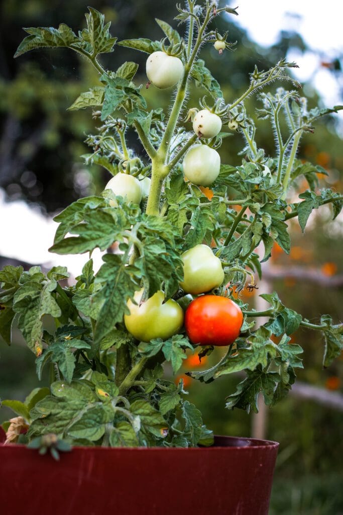 Window Box Tomatoes