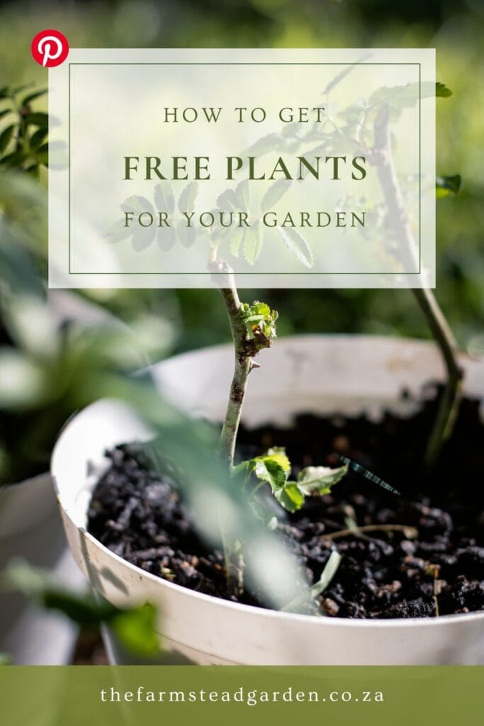 How to get free plants for your garden