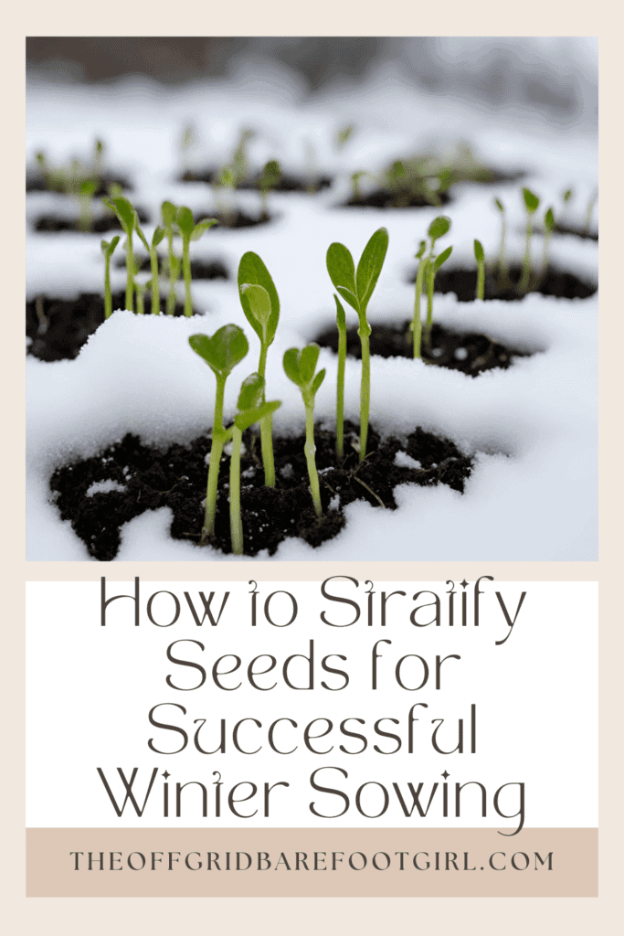 Image illustrates a Pinterest pin of seedlings sprouting in snow demonstrating information on how to stratify seeds for winter sowing.