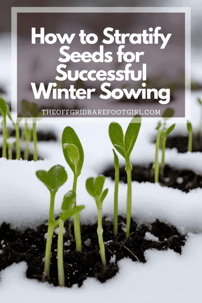 Image illustrates a Pinterest pin of seedlings sprouting in snow demonstrating information on how to stratify seeds for winter sowing.