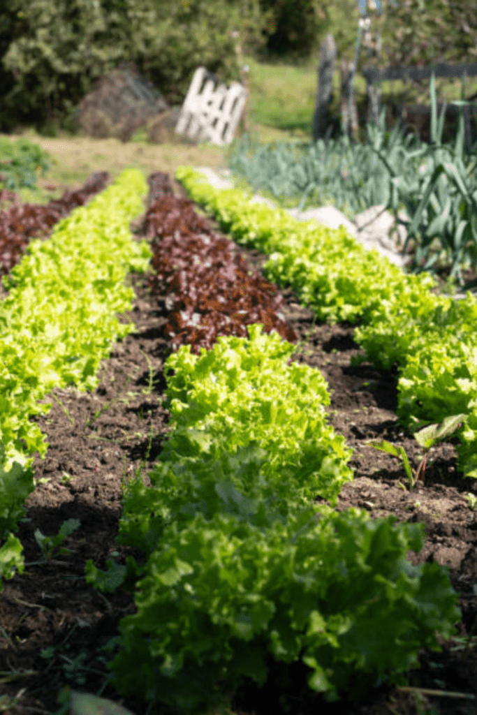 Image illustrates a survival garden.