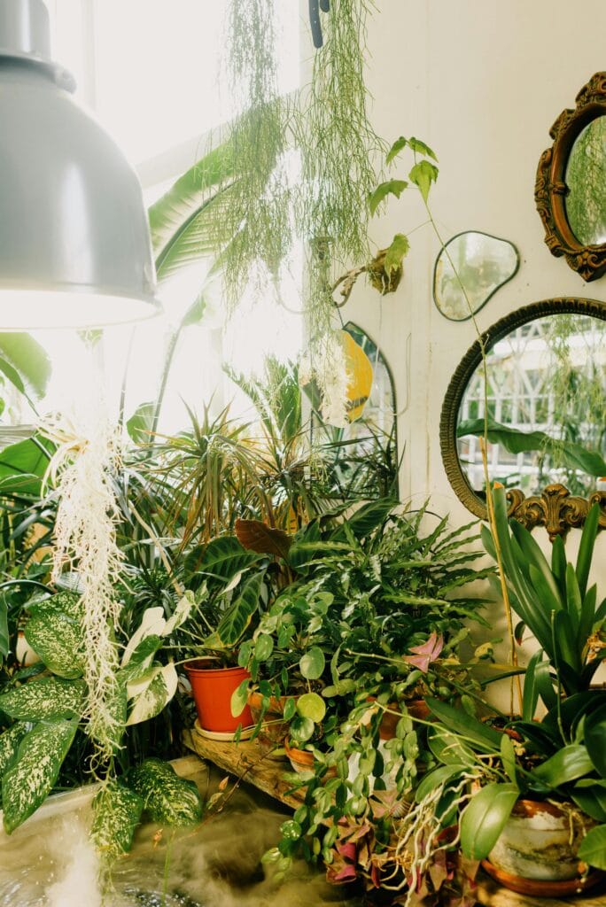 Houseplant Grouped