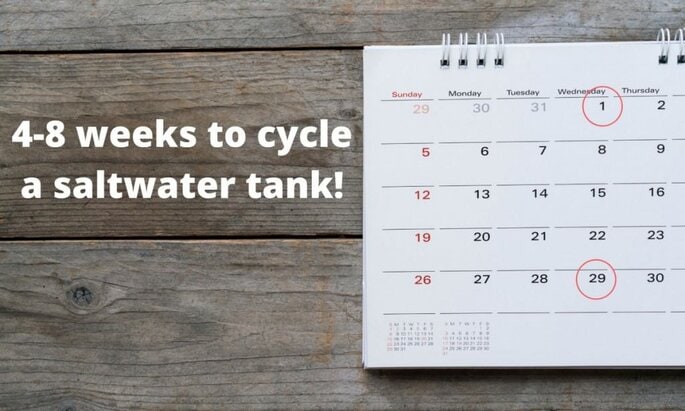 4–8 weeks to properly cycle a saltwater tank