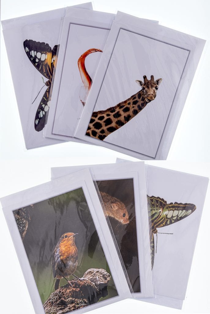 Set of six animal-themed greeting cards products featuring butterflies, birds, and wildlife — part of EJC Photography’s nature-inspired print collection.