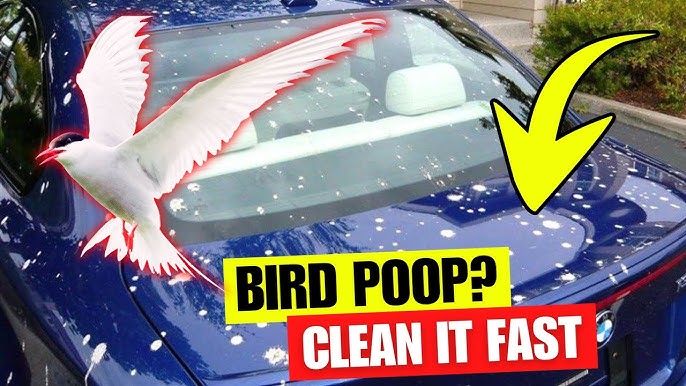 How to Disinfect Bird Poop