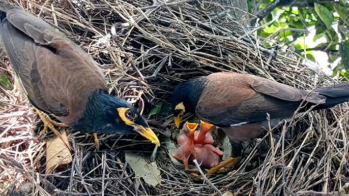 How to Get a Baby Bird to Eat a Worm