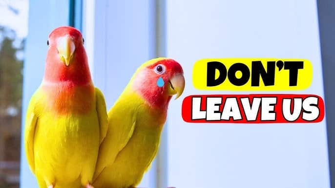 How to Recognize Bird Dehydration