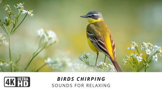 Recorded Sounds to Attract Birds