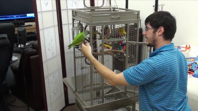 Senegal Parrot Sounds