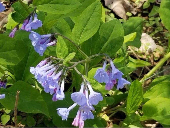 Springtime/summertime AC Tune Up