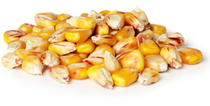 seed corn
