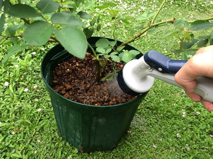 水をあげてトントンする