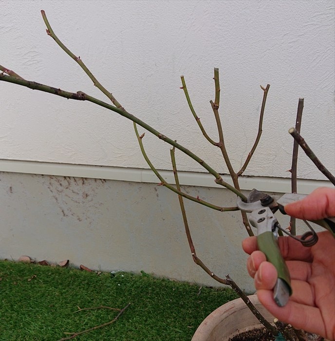 28ひょろっと長く良い芽がない枝は分岐で切る