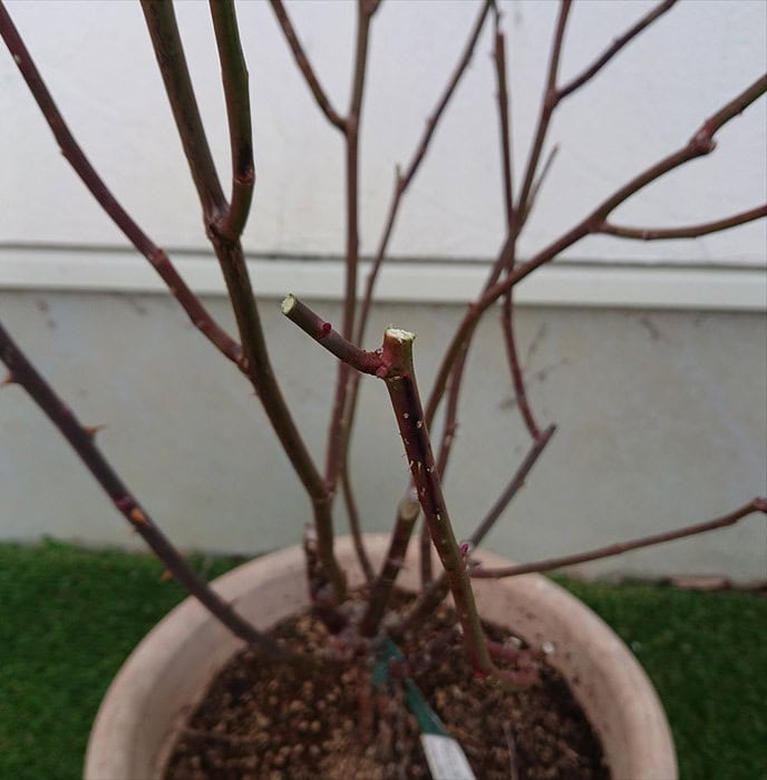 6同じ枝を芽を1つ残して剪定（ただし細いので後でこの枝も切った）