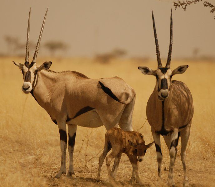 Beisa Oryx standing in the dry savanna of Awash National Park – a near-threatened antelope adapted to Ethiopia’s semi-desert landscapes