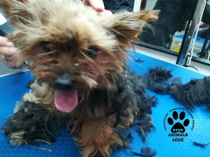 Malutka sunia odebrana z gołębnika