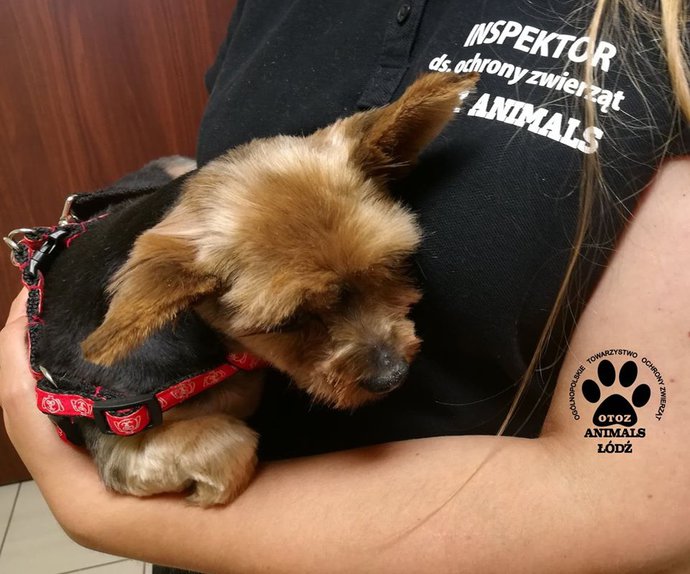 Malutka sunia po wizycie w salonie