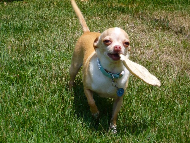 small chihuahua holding street at Balboa Park Morley Field dog park