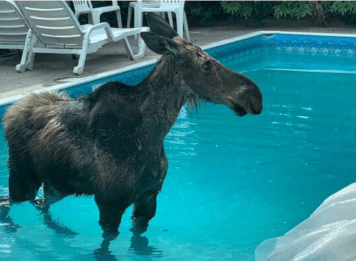 Ottawa man wakes up with moose in pool