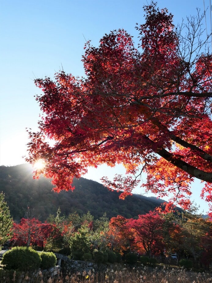 京都天龍寺紅葉