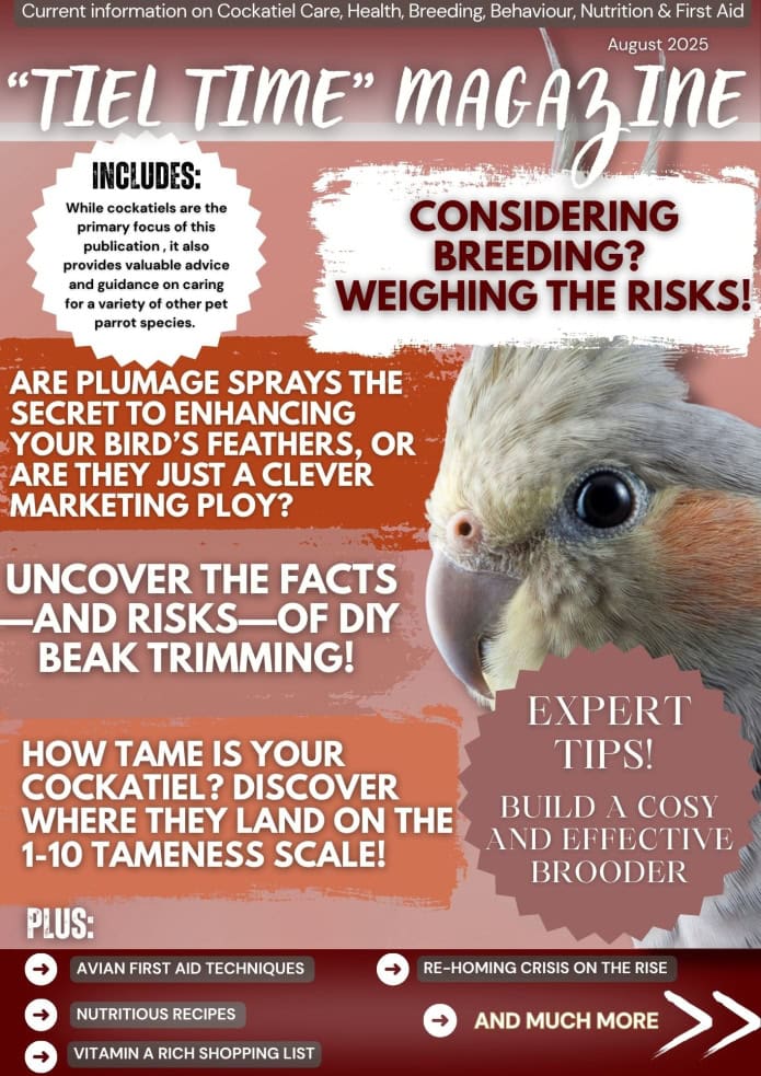 How to Take Care of Cockatiel Bird