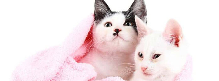 two cats in a towel