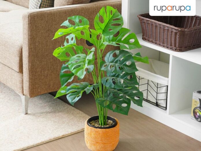 various types of ornamental plants various types of ornamental plants