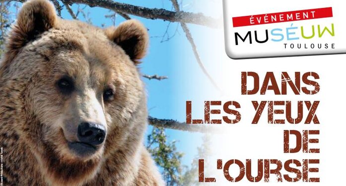 Comment voit l’ours sauvage