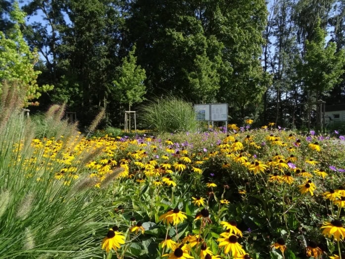 Pflanzung Unterbachersee in Duesseldorf