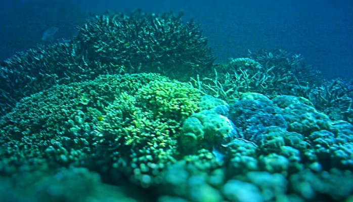 coral reef