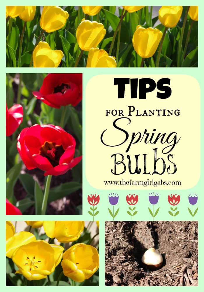 Tips for Planting Spring Bulbs from How Does Your Garden Grow? ~ www.thefarmgirlgabs.com