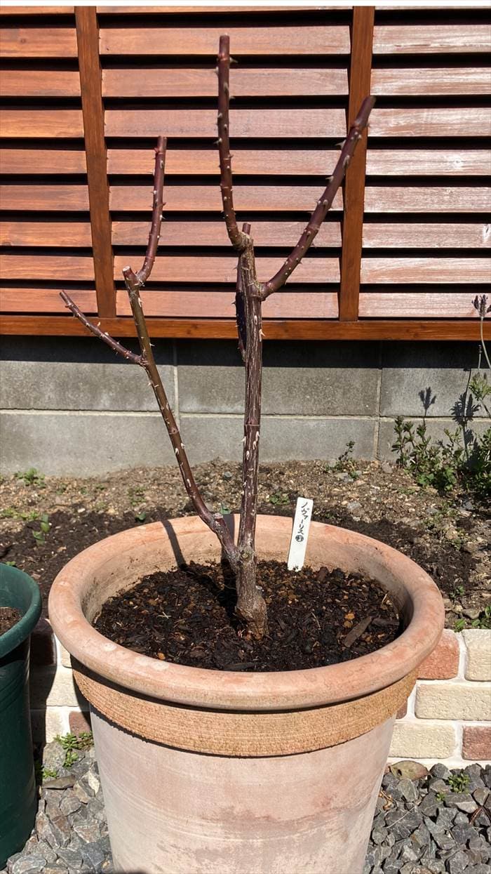 植え替え済みのノヴァーリス