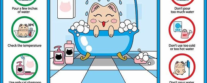 do cats need a bath