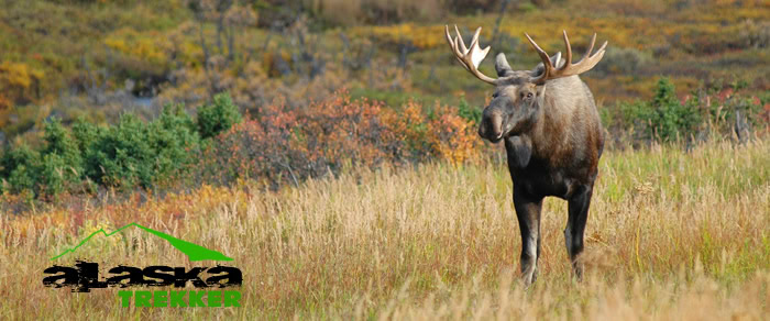 alaska_moose