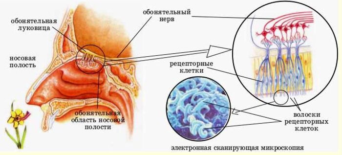 Разница между Вкусовыми рецепторами и Обонятельными рецепторами 3 Обонятельный система человека