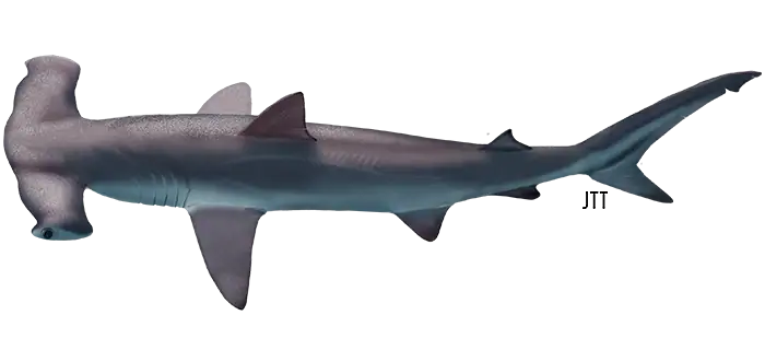 Hammerhead Shark - Sphyrna Zygaena