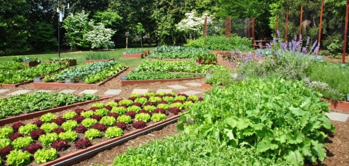 kitchen garden