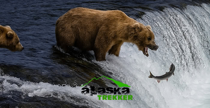 katmai-alaska-bears