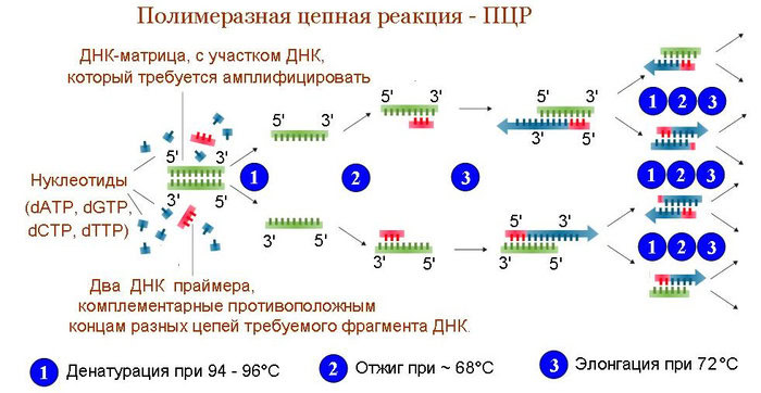 Разница между тестом на Антитела и ПЦР тестом 2 Три стадии, из которых сосотоит метод ПЦР