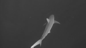 free dive with sharks