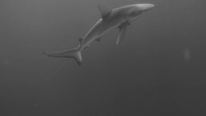 free dive with sharks